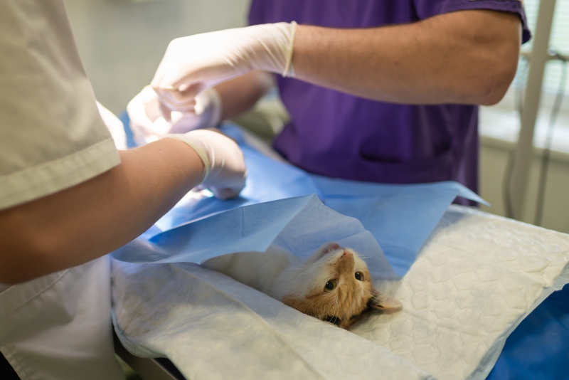 veterinaire-PUGET SUR ARGENS-min_health-4385852