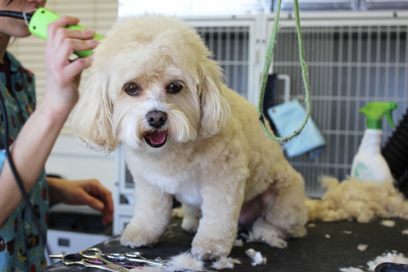 veterinaire-PUGET SUR ARGENS-min_white_dog_grooming_pet_pet_grooming_salon_groomer_fur-678977